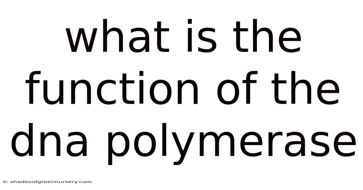 What Is The Function Of The Dna Polymerase