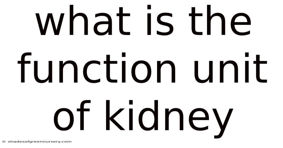 What Is The Function Unit Of Kidney