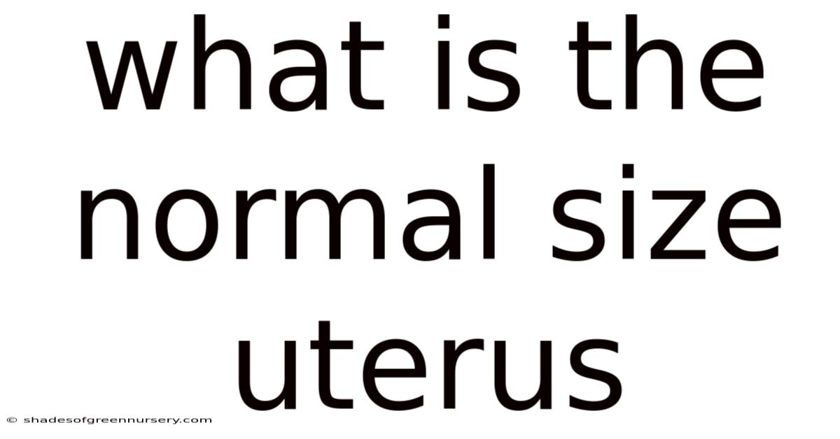 What Is The Normal Size Uterus