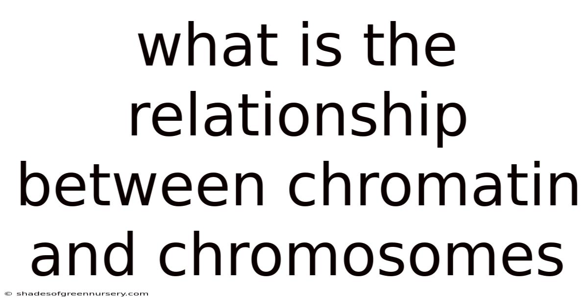 What Is The Relationship Between Chromatin And Chromosomes
