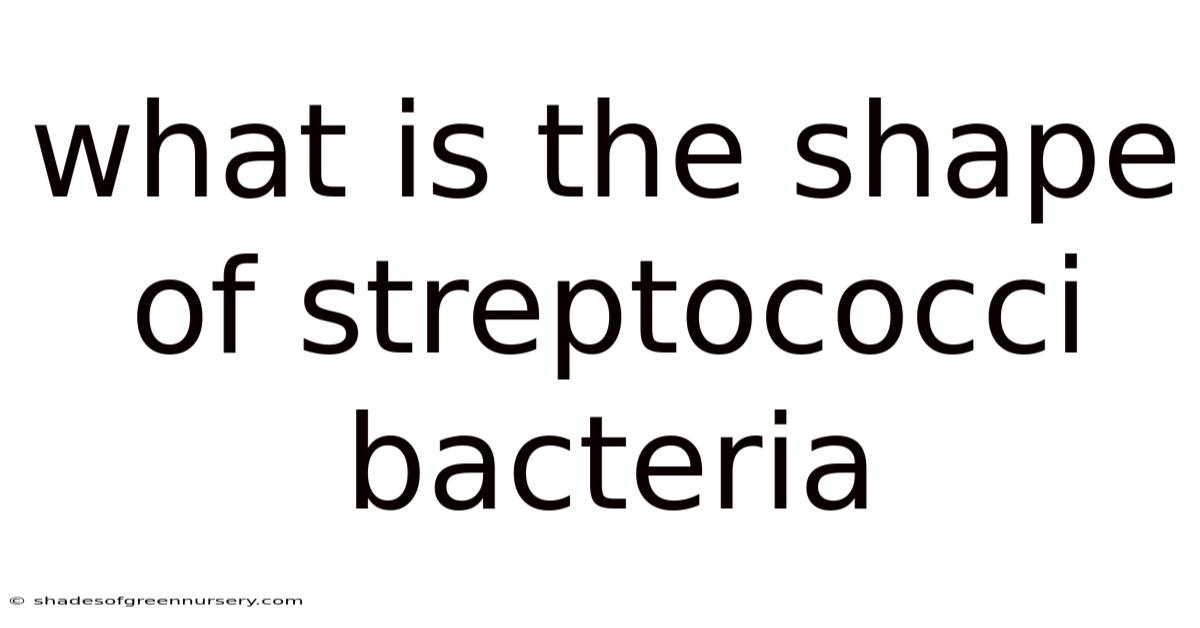 What Is The Shape Of Streptococci Bacteria