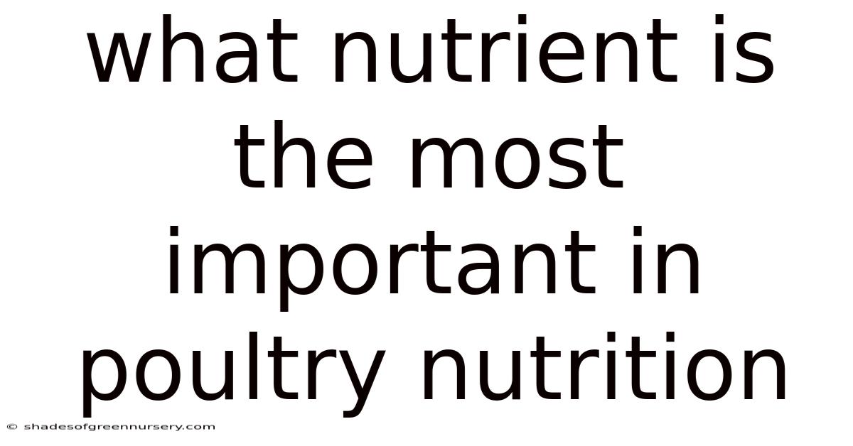 What Nutrient Is The Most Important In Poultry Nutrition