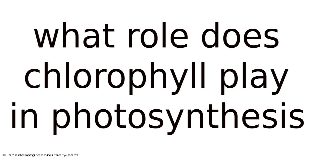 What Role Does Chlorophyll Play In Photosynthesis