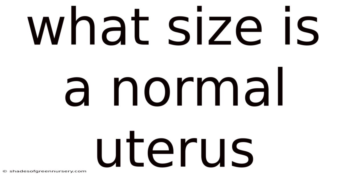 What Size Is A Normal Uterus
