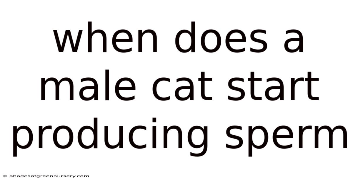 When Does A Male Cat Start Producing Sperm