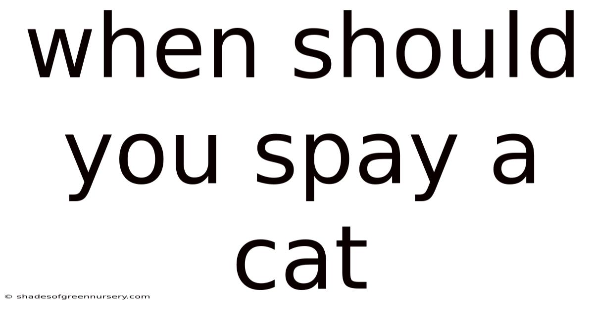 When Should You Spay A Cat