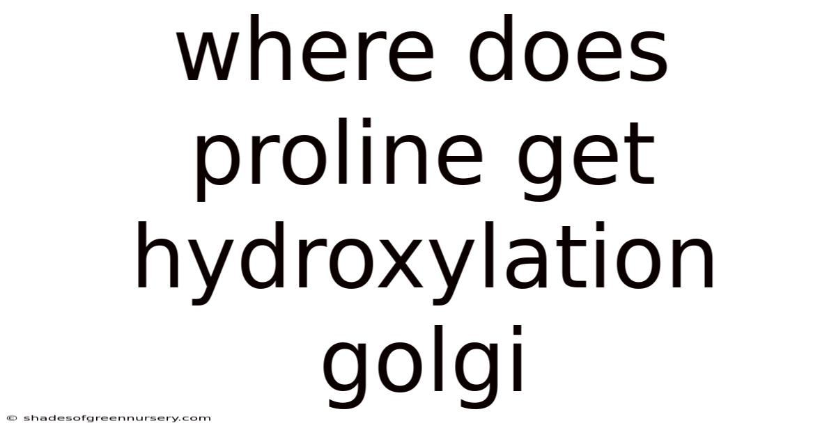Where Does Proline Get Hydroxylation Golgi