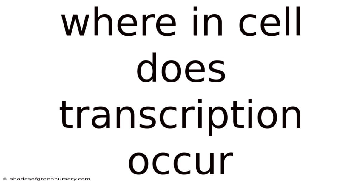 Where In Cell Does Transcription Occur