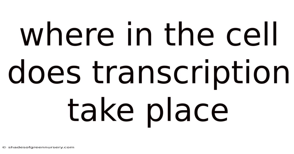 Where In The Cell Does Transcription Take Place