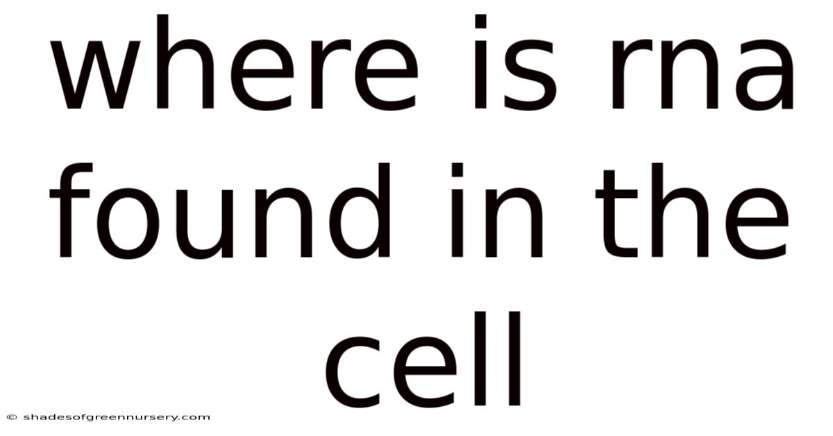 Where Is Rna Found In The Cell