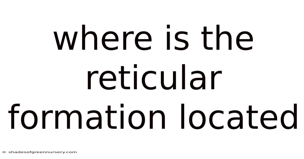 Where Is The Reticular Formation Located