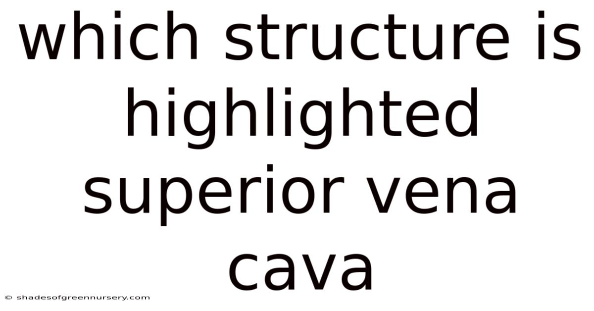 Which Structure Is Highlighted Superior Vena Cava