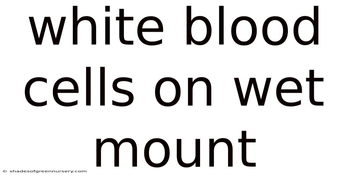 White Blood Cells On Wet Mount