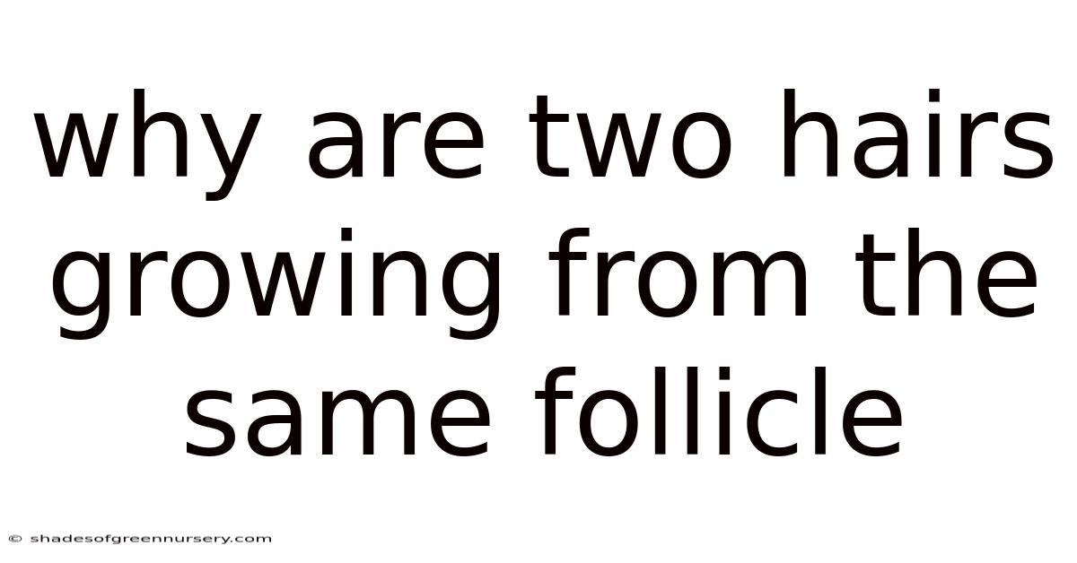 Why Are Two Hairs Growing From The Same Follicle