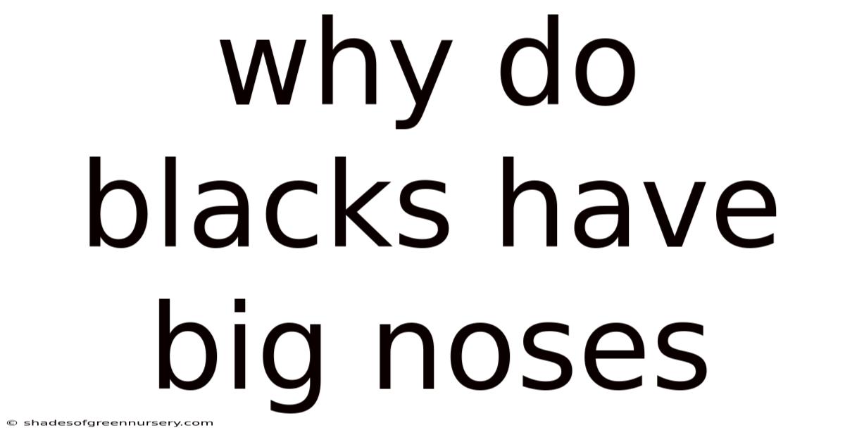 Why Do Blacks Have Big Noses