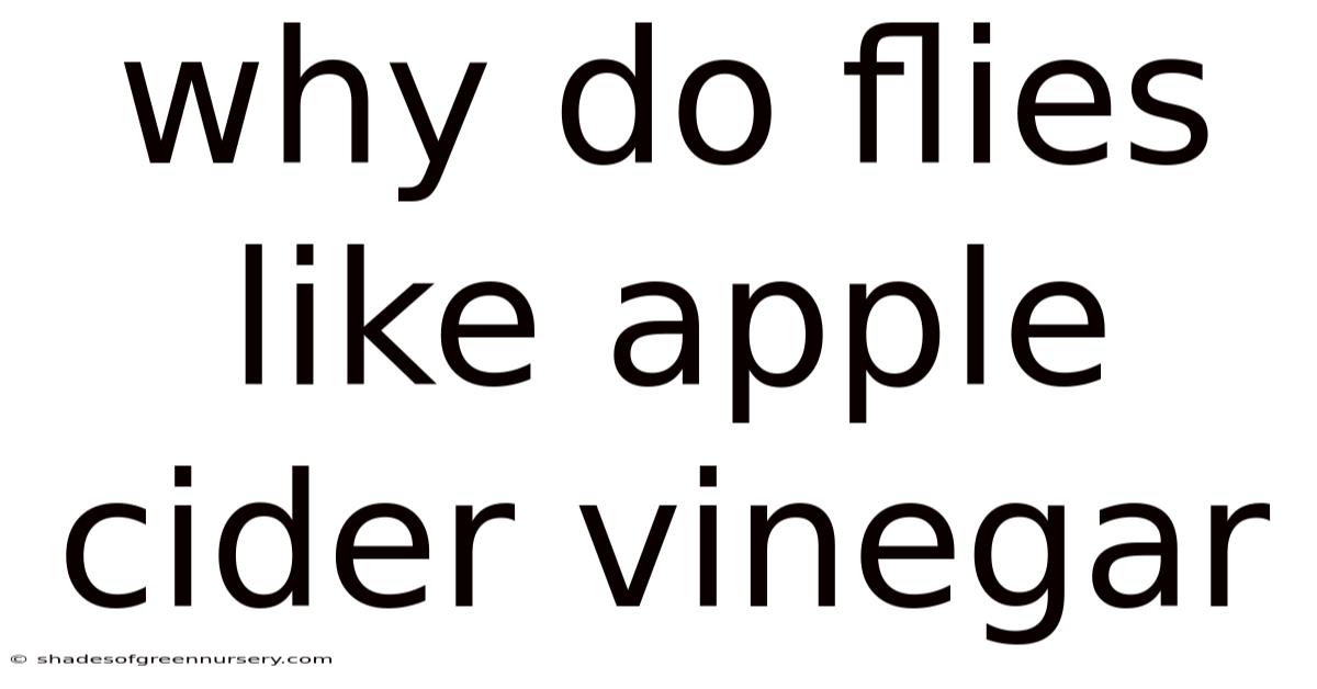 Why Do Flies Like Apple Cider Vinegar