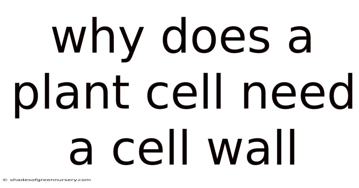 Why Does A Plant Cell Need A Cell Wall