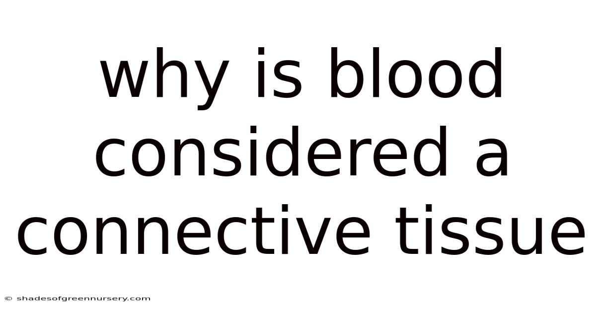 Why Is Blood Considered A Connective Tissue