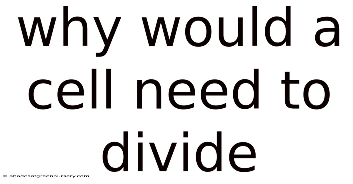 Why Would A Cell Need To Divide