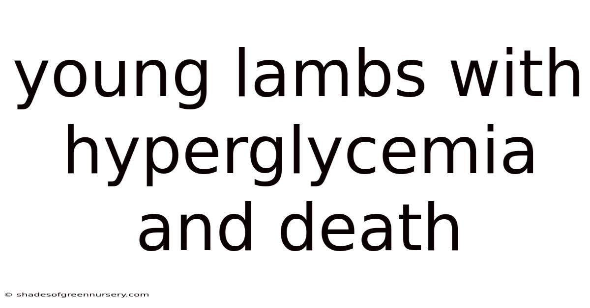 Young Lambs With Hyperglycemia And Death